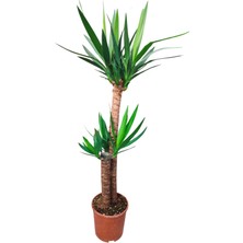 Iç Mekân Yucca Bitkisi - Yucca Elephantipes