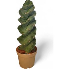 Burgu Kaktüs (Cereus Forbesii ‘spiralis’) – Doğal Spiral Formlu Koleksiyon Bitkisi