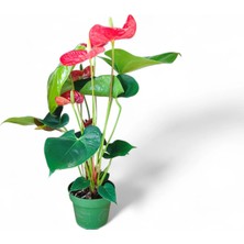 Anthurium (Antoryum) – 50 cm Canlı Kırmızı Çiçekli Salon Bitkisi