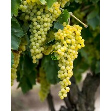 3 Yaş Sultani Üzüm Fidanı