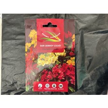 İstanbul Tohumculuk Istanbul Tohumculuk Sarı Șebboy Çiçeği