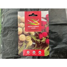 İstanbul Tohumculuk Istanbul Tohumculuk Medine Düğmesi Çiçeği