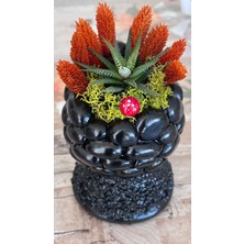İvis Taş Saksıda Tasarım Sukulent Siyah Renk