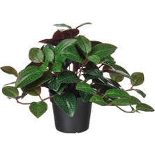 Ikea Fejka Yapay Bitki Yeşil 9 cm Mücevher Orkidesi