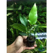 NetX Canlı Bitki L217 Anubias Hastifolia