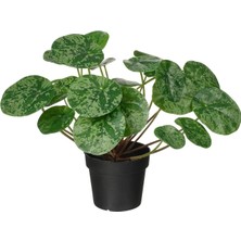 Ikea Fejka Yapay Bitki Yeşil 9 cm Pilea