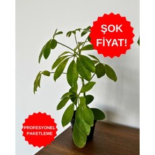 ERG Peyzaj Şemsiye Bitkisi