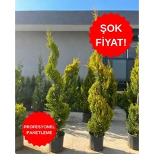 ERG Peyzaj Spiral Limoni Servi