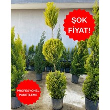 ERG Peyzaj Şekilli Limoni