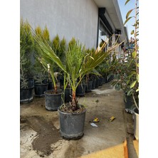 ERG Peyzaj Yelpaze Palmiyesi