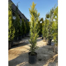 ERG Peyzaj Limoni Servi Fide