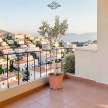 90|100CM Ithal Zeytin Ağacı |bitkitürk Özel Seçim