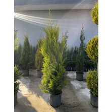 ERG Peyzaj Limoni Servi