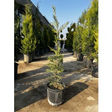 ERG Peyzaj Leylandi Fidesi