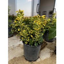 ERG Peyzaj Gold Taflan