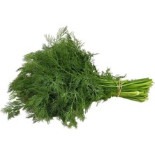 Pileli Store Dere Otu Tohumu 10 gr