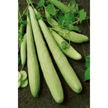 Pileli Store Acur Tohumu 10 gr