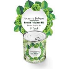TeknoKapsül Uravas Store® Konserve Bahçem Evde Konservede Iri Yapraklı Kıvırcık Yetiştirme Kiti