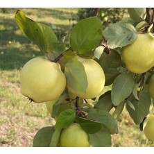 Bitkifidan 5 Yaş Ekmek Ayva Fidanı