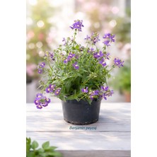 Nemesia Canlı Bol Çiçekli