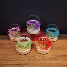 Azrlya LED Işıklı Lale Cam Fanus 1 Adet