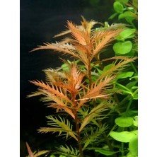 Aqua Expert Proserpinaca Palustris | Testere Yaprak | (Meksika Denizci Otu) - Koleksiyonluk Formu ve Rengi Tam Oturmuş Premium Saksı  5 Dal