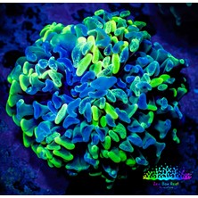 Corals ŞARZ GERGİ KÜTÜĞÜ CLASSIC AFT GOLF 3 ABS