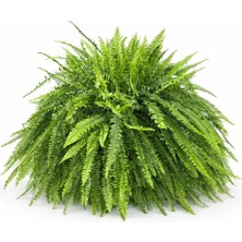 Gardenkoala Fujer – Aşk Merdiveni – Nephrolepis Exaltata – 21 cm Askılı Saksı