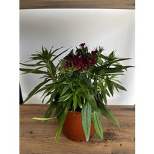 ERG Peyzaj Hüsnü Yusuf