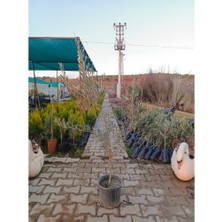 Fidan & Peyzaj - Gemlik Zeytin Fidanı (4 Yaş)