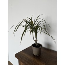 ERG Peyzaj Dragon Ağacı