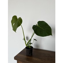 ERG Peyzaj Deve Tabanı-Monstera