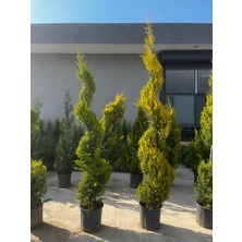 ERG Peyzaj Spiral Limoni Servi