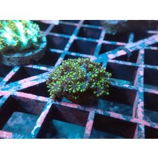 Corals KÜLBÜTÖR KAPAĞI CADDY/GOLF/PASSAT/POLO/TOURAN 05>09