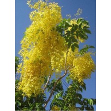 Kokulu Sarı Salkım  Çiçeği