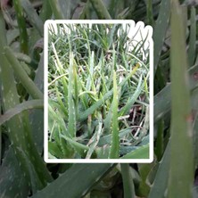 ​Aloe Vera Barbadensis Miller – Şifalı ve Dekoratif Canlı Fidan (20-25 Cm)