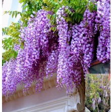 Kokulu Mor Salkım Çiçeği