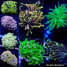 Corals RADYATÖR HORTUMU CRAFTER AMAROK 2,0 TDI