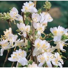 Çiçekli Kış Hanımeli Çiçeği
