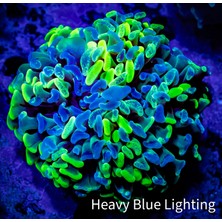 Corals KRANK KASNAĞI POLO/CORDOBA/IBIZA/FABIA/AMF/BNV/BNM 1,4 TDI 99>10