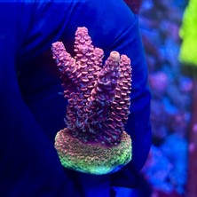 Corals DEVİRDAİM LT46 BCQ AUH