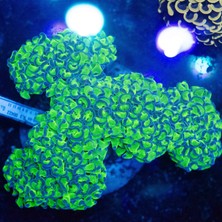 Corals Bağlantı Hortumu Golf A3 Passat 1,8 / 1,9 Tdı