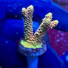 Corals TERMOSTAT 87' T4 LT35 CRAFTER 2.5