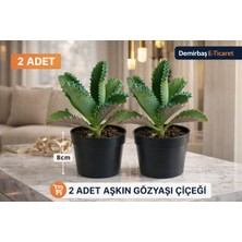 Genel 2 Adet - Aşkın Gözyaşı Çiçeği - Saksı: 8cm – Kalanchoe Daigremontiana – Kolay Bakımlı