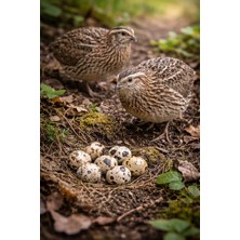 Agsu Gezen Bıldırcın Yumurtası