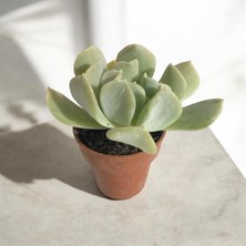 Genel Sukulent Çiçeği