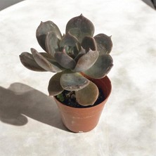 Genel Sukulent Çiçeği