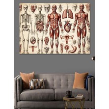 Tablomega Insan Anatomisi ve Iskelet Sistemi Dekoratif Kanvas - Mdf Ahşap Tablo