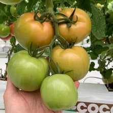 Taber 5 Adet Özel Tür Beef Pembe Domates Fidesi