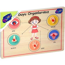 Kaia Life 166/167 Onyıl, Ahşap Tutmalı Organlar